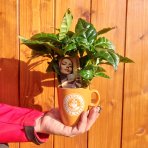 Kávovník arabský (Coffea Arabica) - výška 10-15 cm, kont. C1L - V HRNČEKU